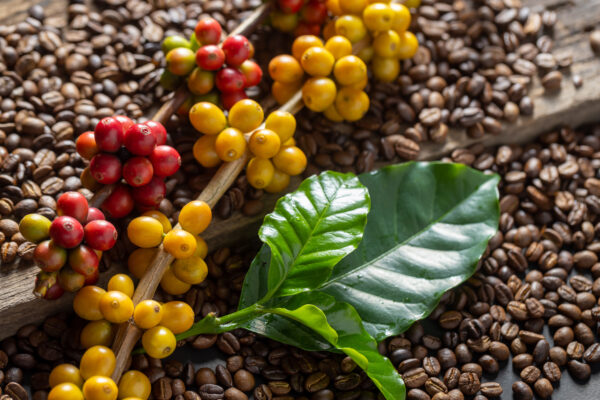 coffee beans on coffee green leaves on wooden background, fresh