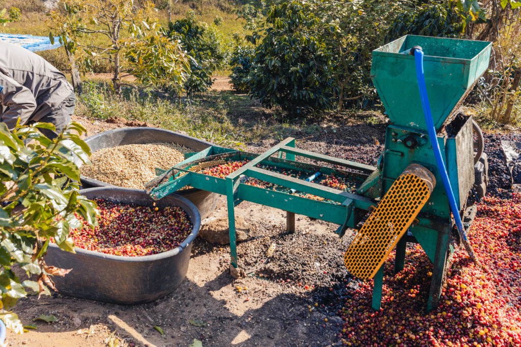 coffee cherry pulping machine farmer. coffee bean machine proces