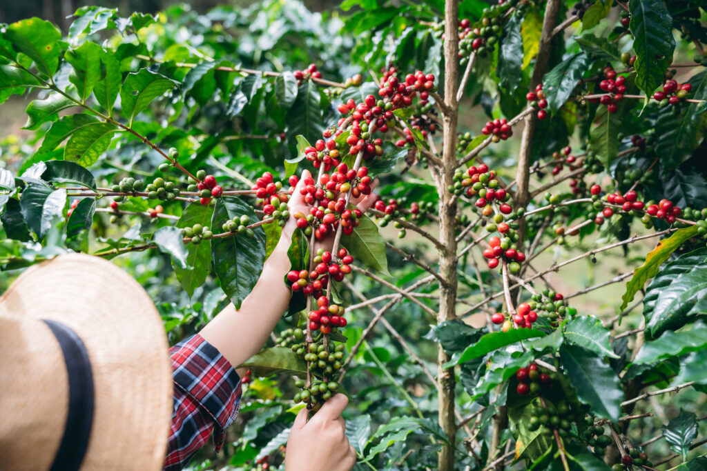 smiling hill tribe farmer harvesting ripe arabica coffee cherries in a lush mountain plantation. organic highland coffee farming.