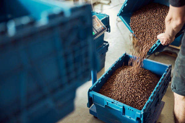 young man pouring coffee beans into plastic crate